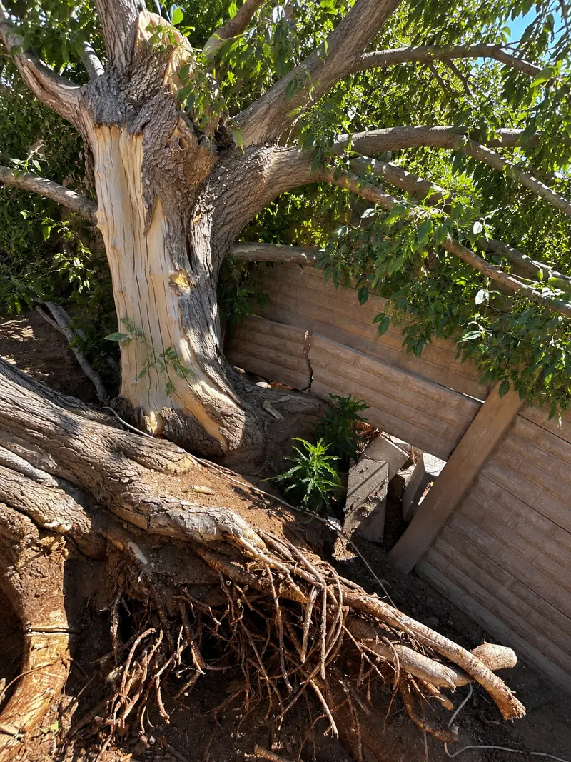 Storm cleanup: a tree down on a fence, roots and all