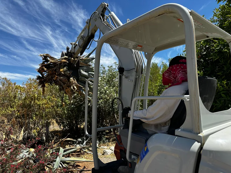 Century plant removal in Tucson: a mini excavator pulling out the plant