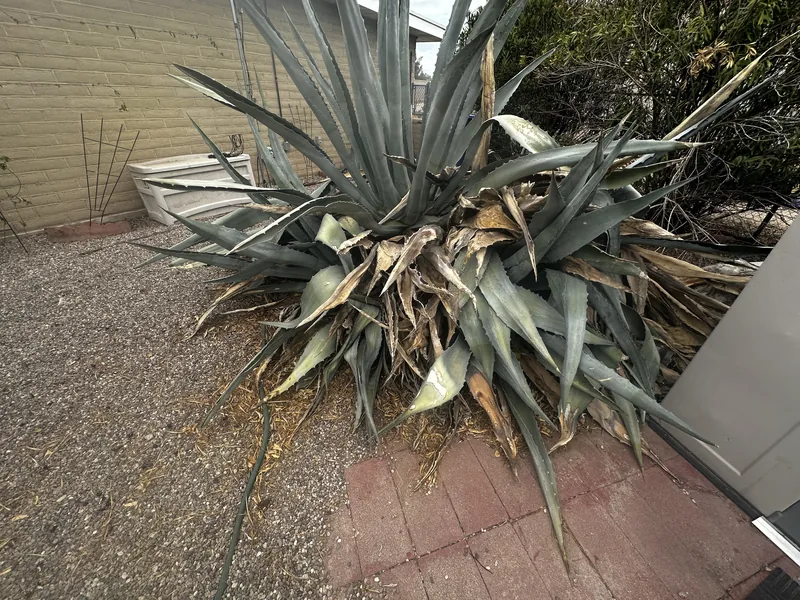 Century plant removal in Tucson, before: an overgrown century plant beside a house