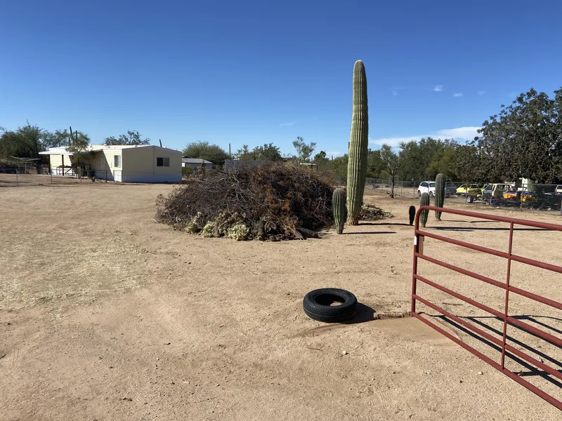 Cholla removal in Picture Rocks, before: a large cholla pile in a yard