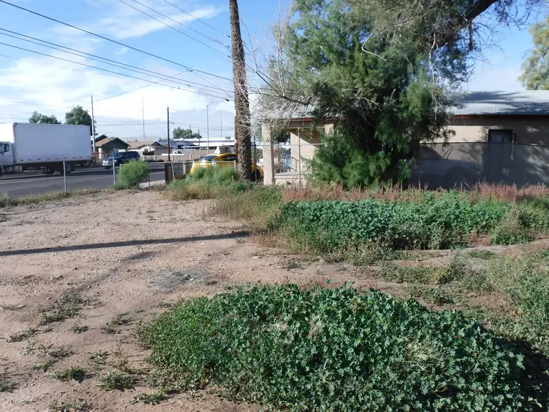 Tree trimming before: an overgrown tree and weeds in a yard