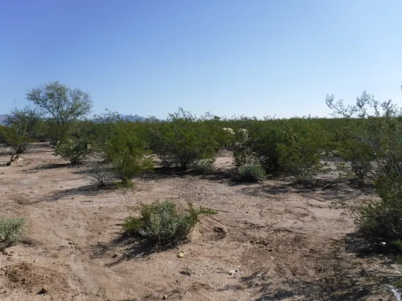 Vacant Acreage Cleanup, Tucson Area, After, same spot
