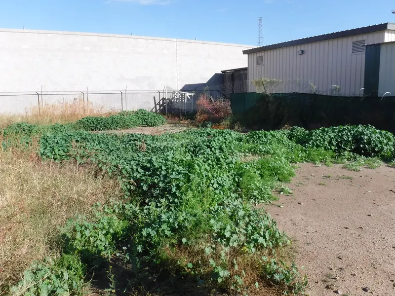 Weed removal before: tall weeds and overgrowth beside a commercial building