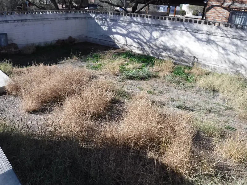 Weed removal before: dry weeds filling a walled yard